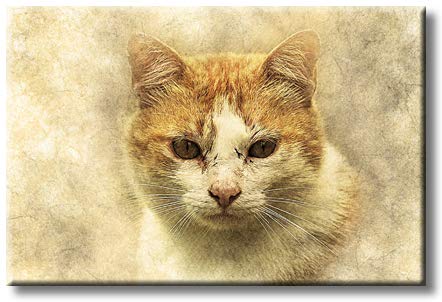 Green Eye Cute Cat Modern Picture on Stretched Canvas, Wall Art Décor, Ready to Hang