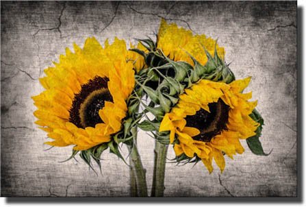 Vase of Sunflowers Painting Picture by Monet on Stretched Canvas, Wall Art Décor, Ready to Hang!
