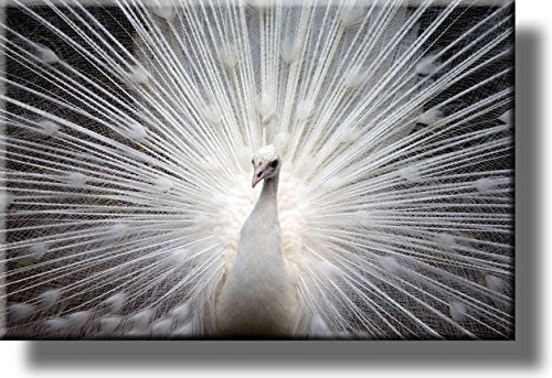 White Peacock Picture on Stretched Canvas, Wall Art Décor, Ready to Hang!