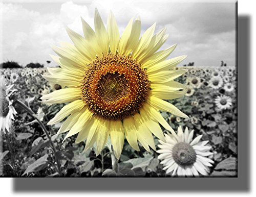 Big Sunflower on Farm Picture on Stretched Canvas, Wall Art Décor, Ready to Hang!