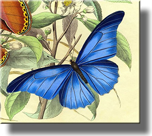 Beautiful Blue Butterfly Picture on Stretched Canvas, Wall Art Décor, Ready to Hang!