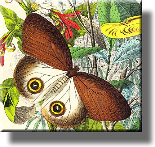 Beautiful Brown Butterfly by Kolb Picture on Stretched Canvas, Wall Art Décor, Ready to Hang!