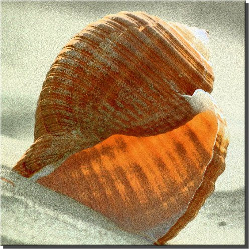 Seashell Bathroom Wall Art Picture of Beach Shell on Stretched Canvas, Ready to Hang!.