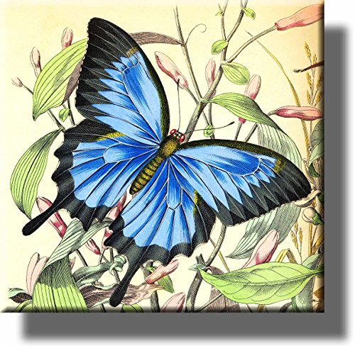 Beautiful Blue Black Butterfly Picture on Stretched Canvas, Wall Art Décor, Ready to Hang!