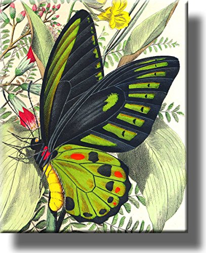 Butterfly on a Leaf Picture on Stretched Canvas, Wall Art Décor, Ready to Hang!