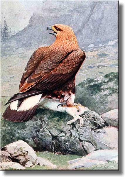 Golden Eagle Flying Picture on Stretched Canvas, Wall Art Décor, Ready to Hang