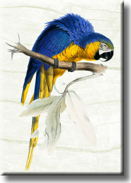 Yellow Blue Parrot Picture on Stretched Canvas, Wall Art Décor, Ready to Hang