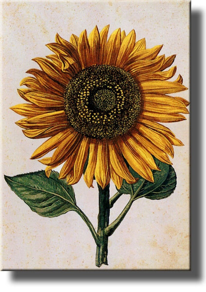 Sunflower Picture on Stretched Canvas, Wall Art Decor Ready to Hang!.