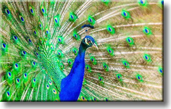 Beautiful Peacock Picture on Stretched Canvas, Wall Art Décor, Ready to Hang