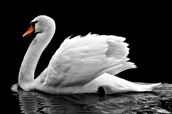 Swan, Picture on Streched Canvas, Wall Art Décor, Ready to Hang