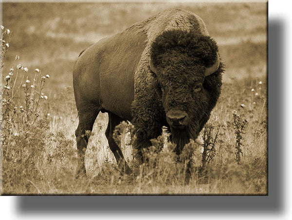American Buffalo Picture, Made on Stretched Canvas, Wall Art Décor, Ready to Hang!