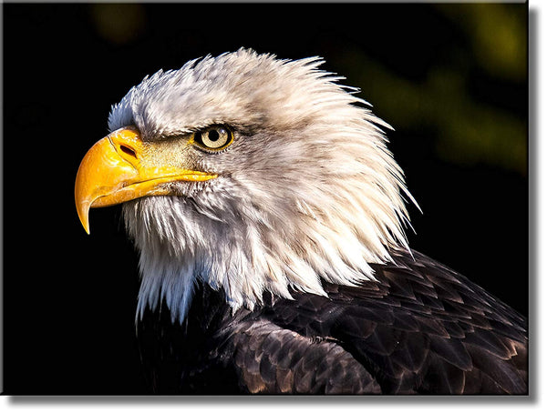 American Eagle Black and White Picture on Stretched Canvas, Wall Art Décor, Ready to Hang